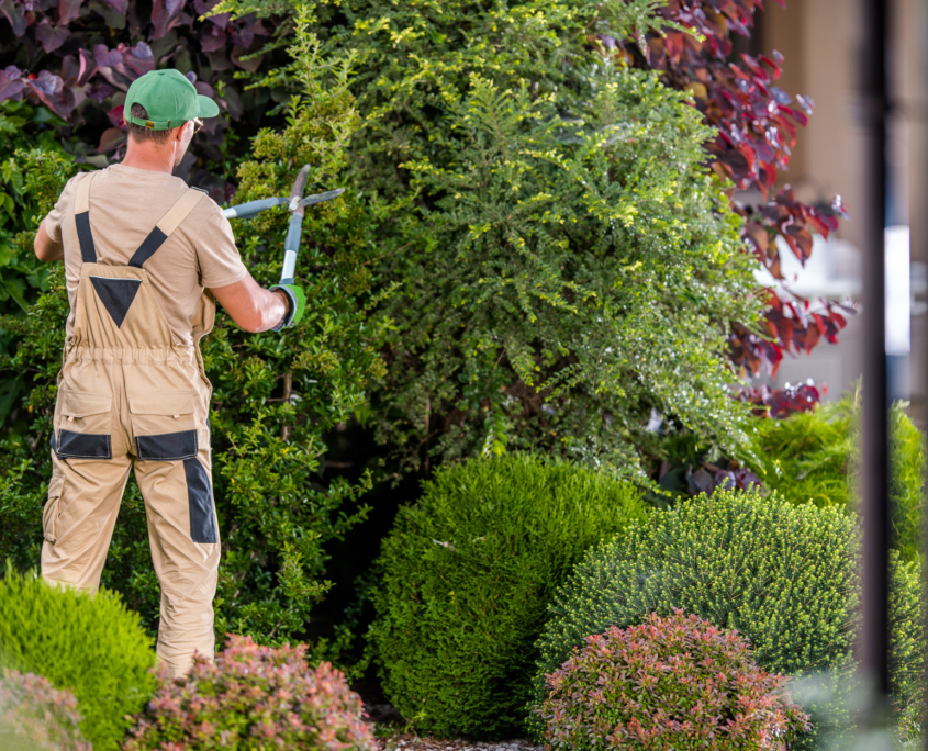 arborist Worker Trimming Decorative Trees