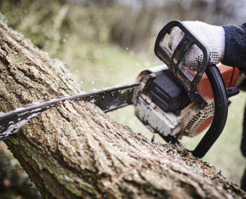 The Benefits of Tree Trimming: How Regular Pruning Keeps Yards Healthy and Beautiful