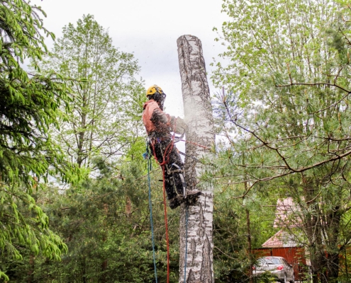 Worker trimming down tree