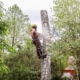 Worker trimming down tree