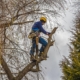 Worker trimming tree in the winter